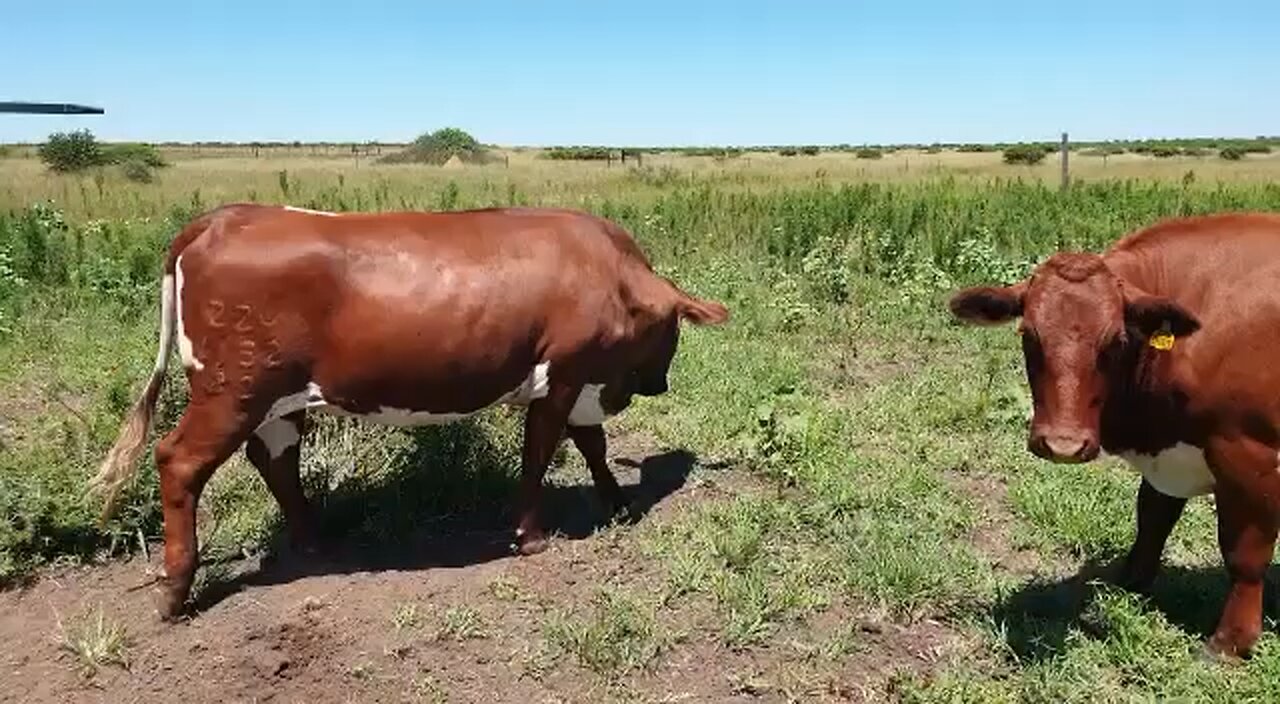 Commercial Pinzgauer heifers