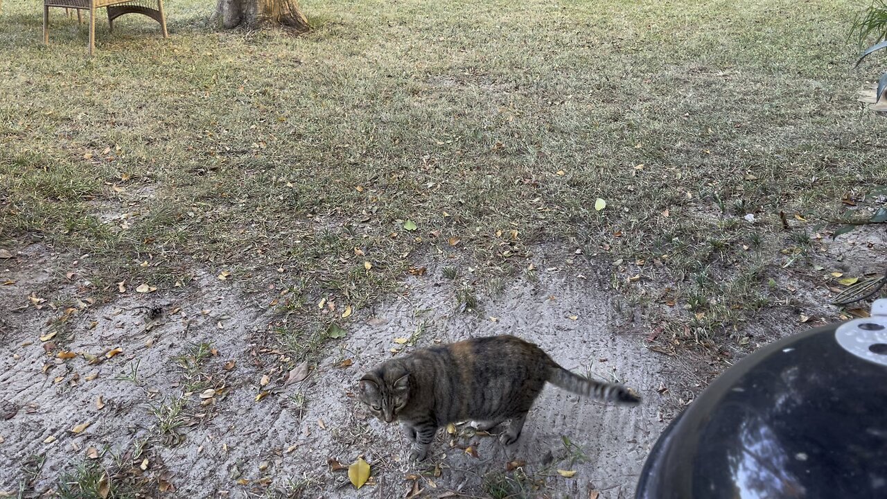 Max der katze