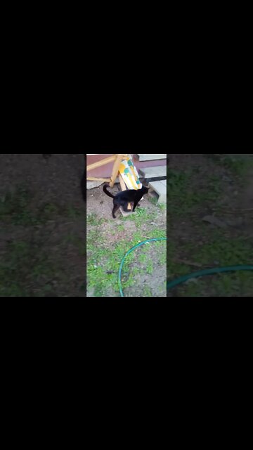 Black cat is getting better. look how good he is walking today