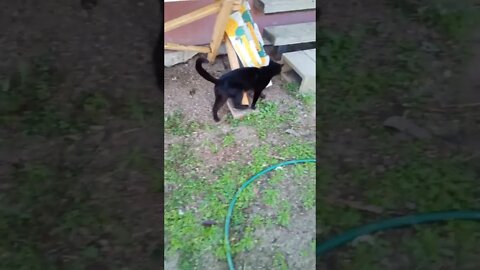 Black cat is getting better. look how good he is walking today