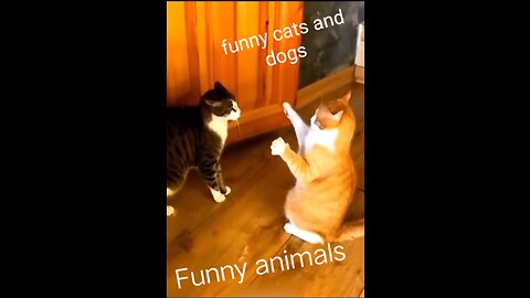 Funniest Cats And Dogs # Animals Videos #Cute Cat Dogs