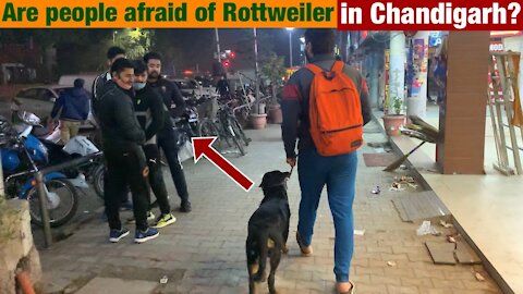 Public Reaction: Scared of a Rottweiler? Thor in Chandigarh's Streets