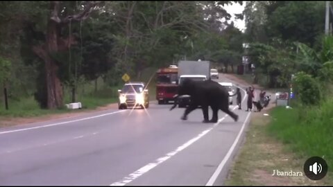 Elephant Cross-Walk