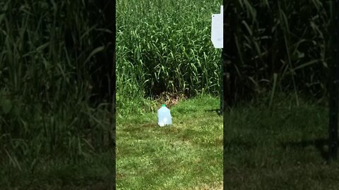 Federal Hydra-Shok 45 ACP vs 1 gal. Water Jug