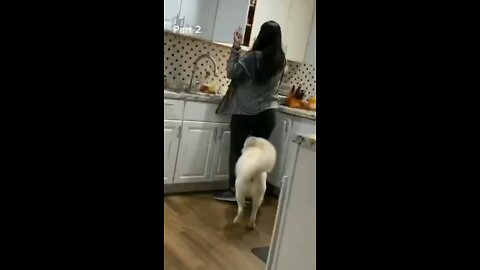 Dog booty grabbing #dog #funnyvid