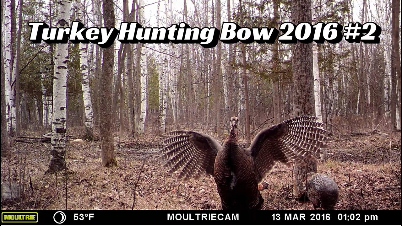 Turkey Hunting Bow 2016 #2