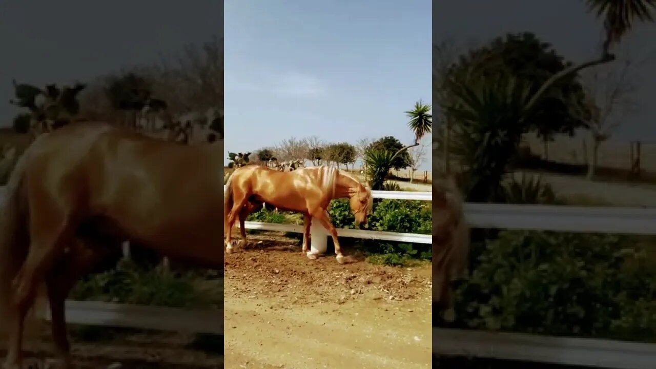 horse