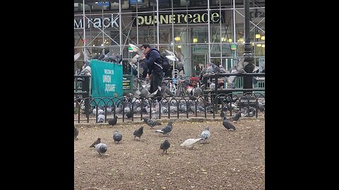 The Great Pigeon Feeding Frenzy