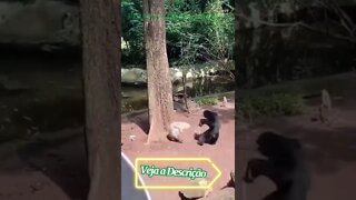 CHIMPANZE BRINCA COM PORCO ESPINHO #shorts #planetaanimalshorts #animals