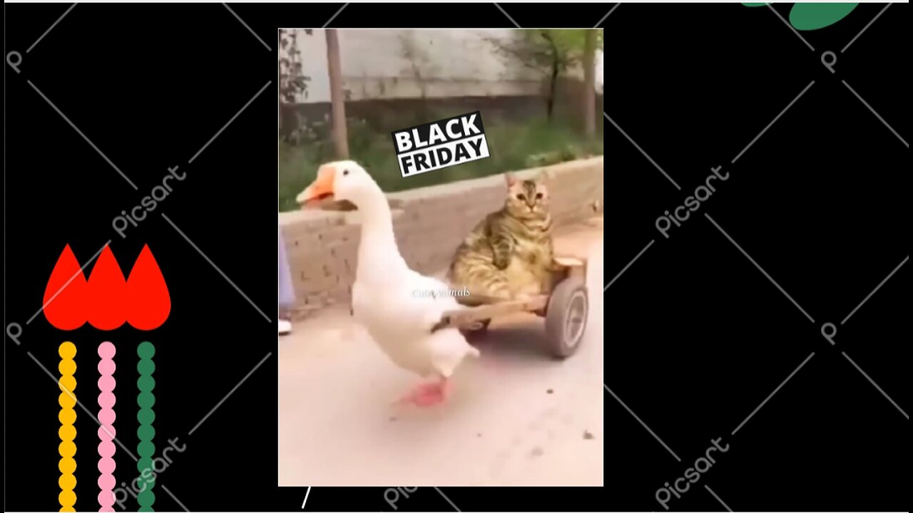 Duck riding, royal cat, funny animals