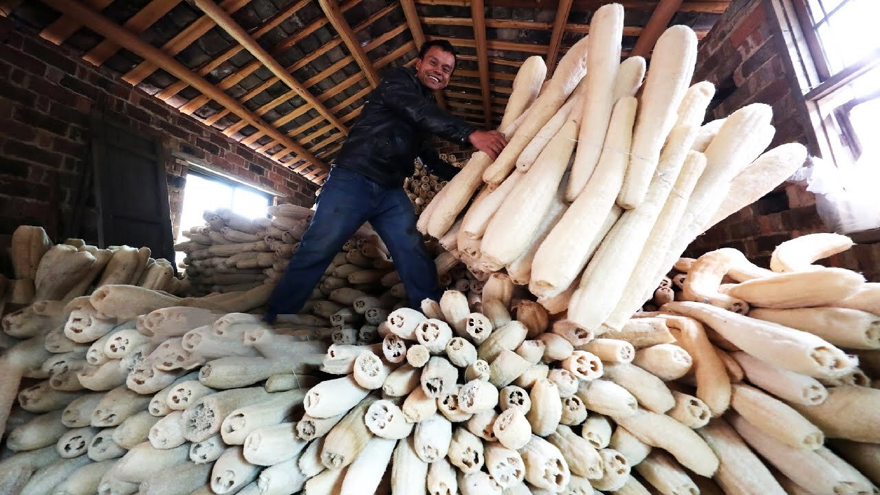 Amazing Luffa Farming and Harvesting - How Luffa Sponges Are Made - Loofa Cultivation Process