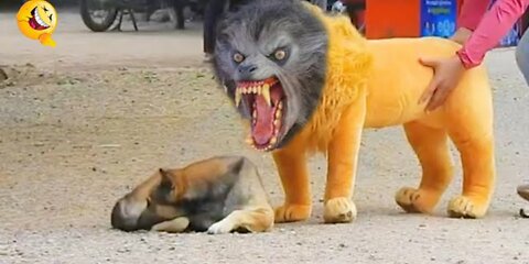 Funniest Animals | Funny Dog And Cat | Funny Animals Video