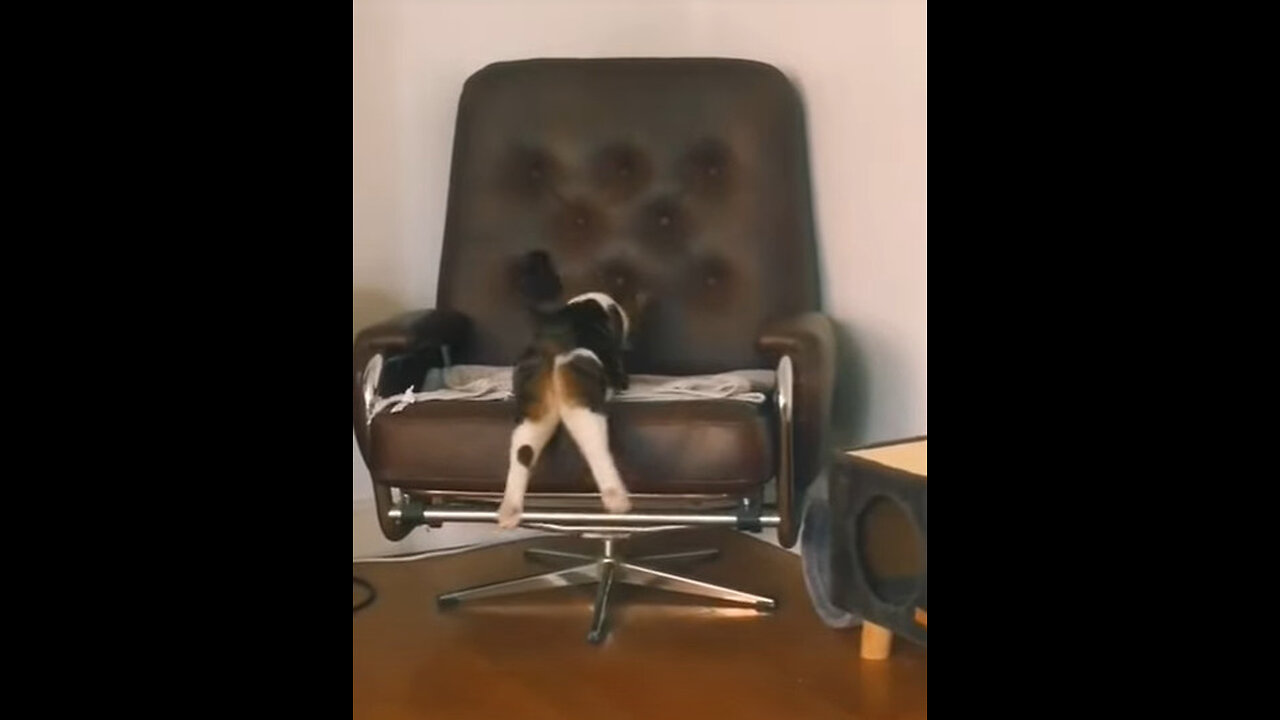 Funny animals- Try not to laugh in this short video