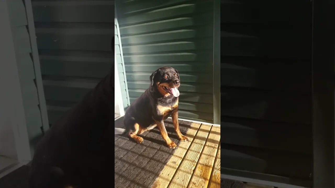 Gorgeous Female Rottweiler #Shorts #rottweiler 😍💖💜💛