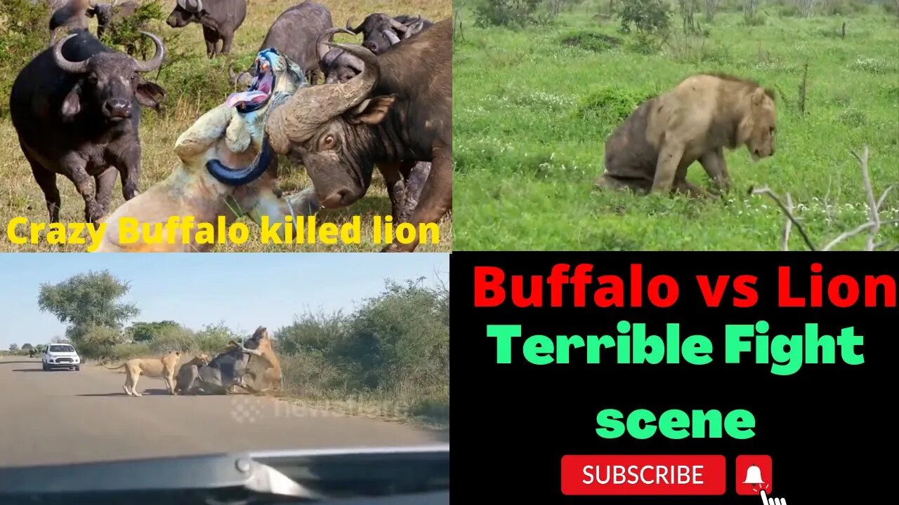 Crazy Buffalo attack lion with powerful push pushing lion horns ||