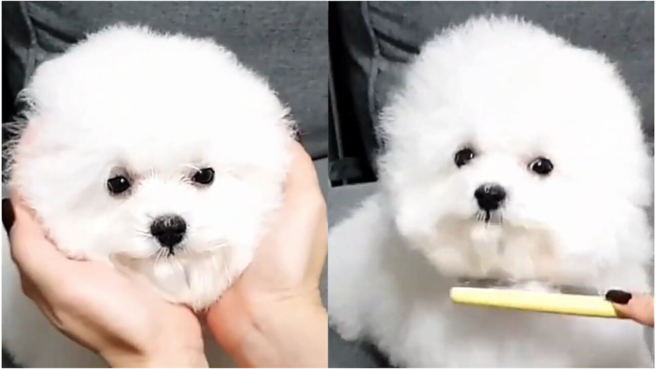 Bichon Cute Dog Enjoy His Grooming...