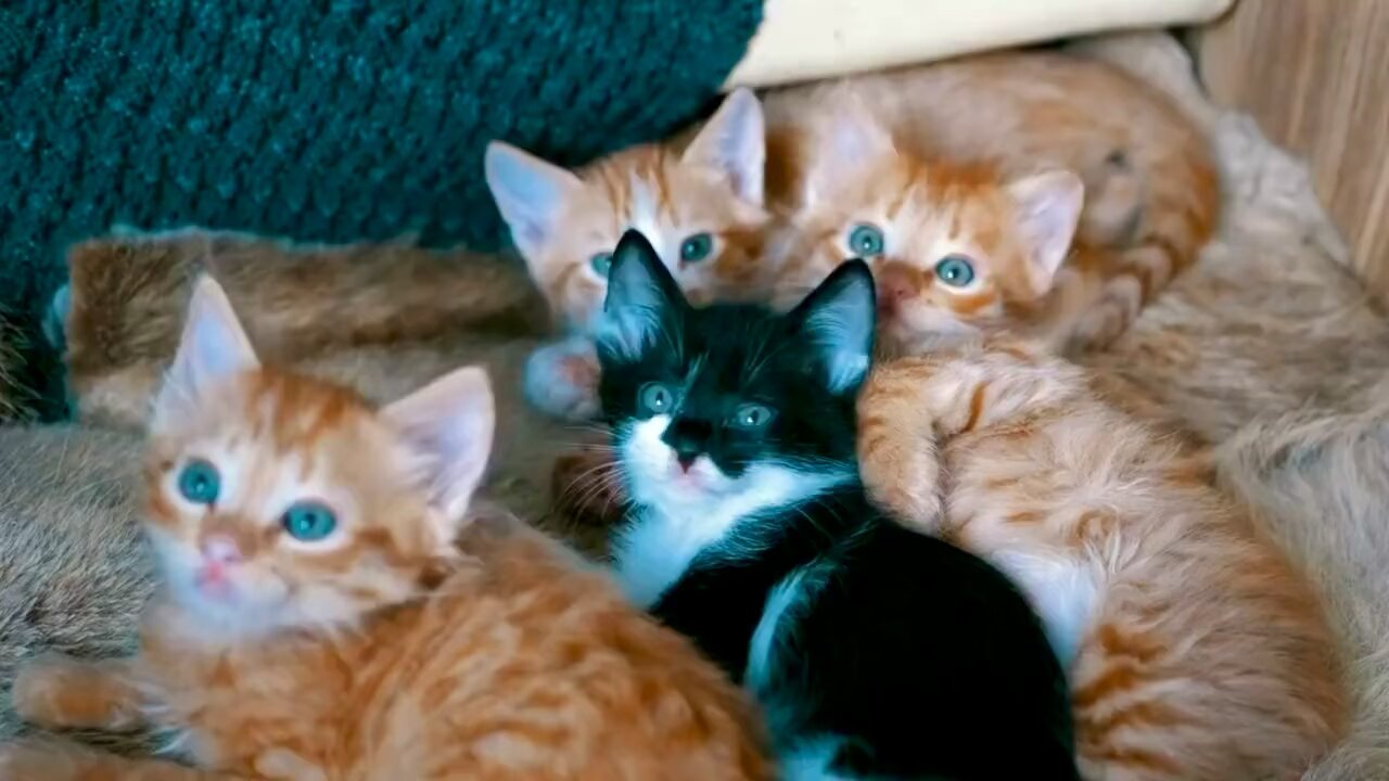 Cute Cat
