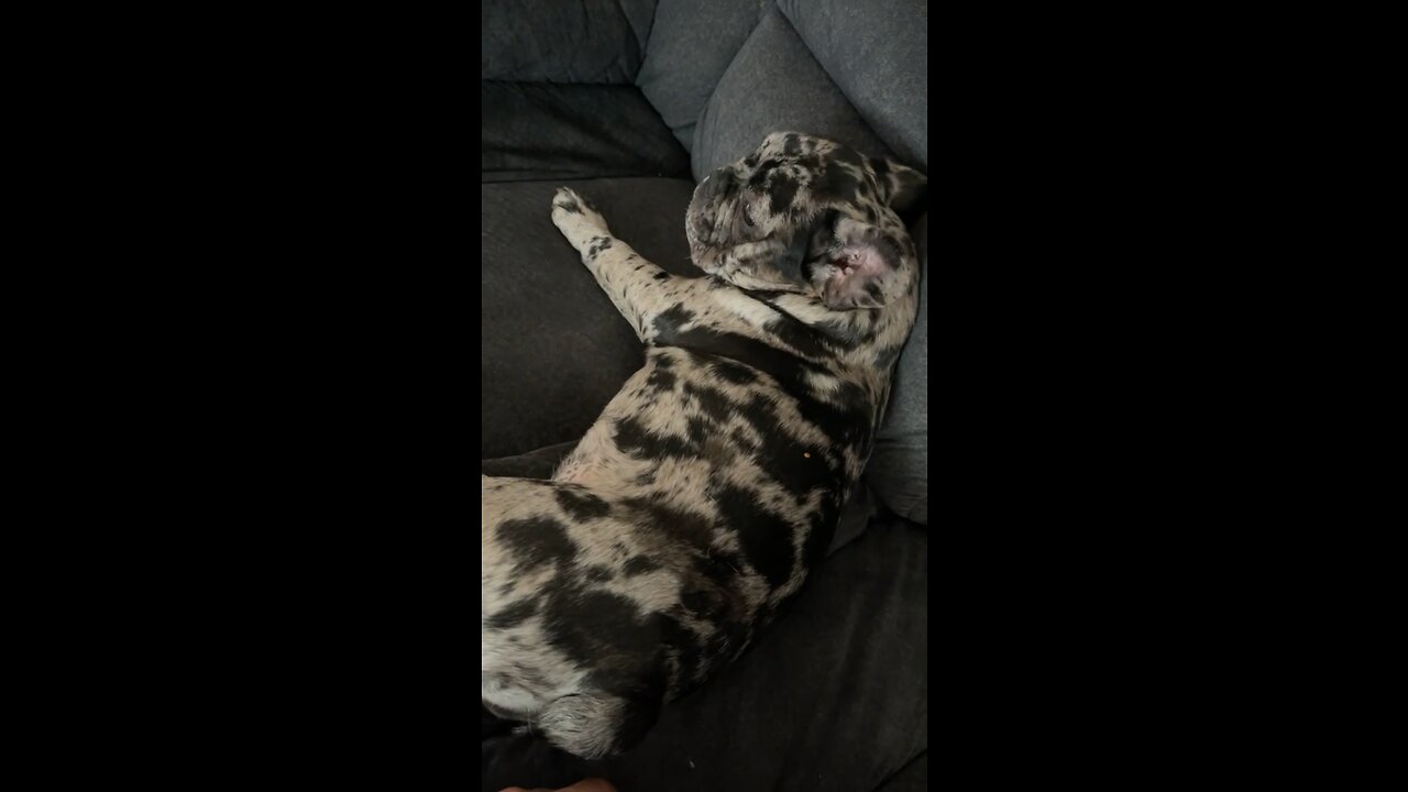 Why is that poor dog built like a potato?? 🤣🤣