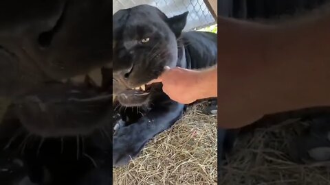 alimentando o gatinho #shorts