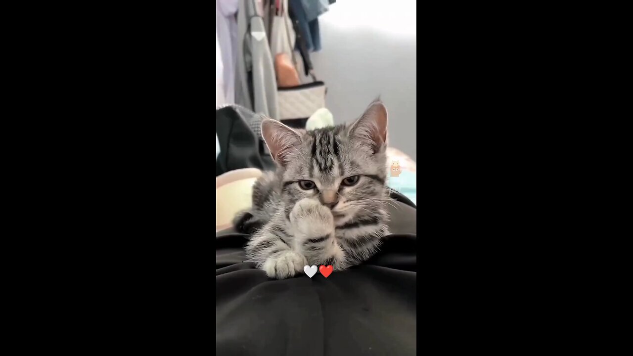 Cute Cats 😻