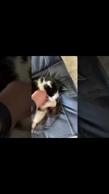 Shop cat Chronicles- I think he’s just a big lazy ball of love. #ShopCat #Shorts