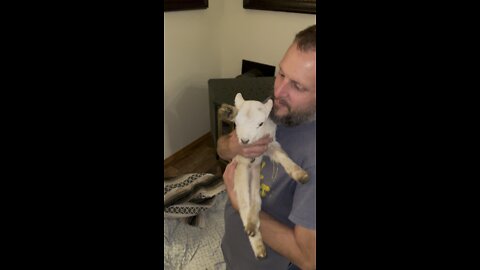 Rescue lamb