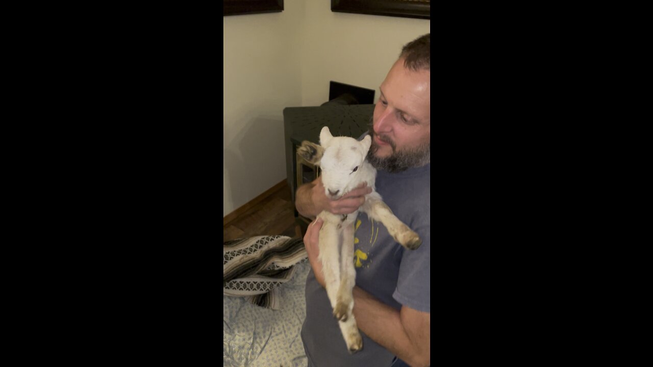 Rescue lamb