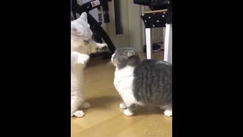 Funny and Cute Cat's Life
