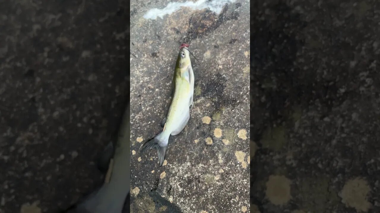 First fish of the day! Channel catfish #fishing #outdoors #nature