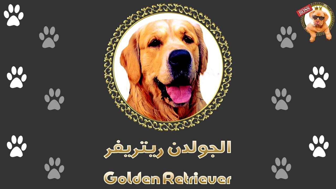 Golden Retriever