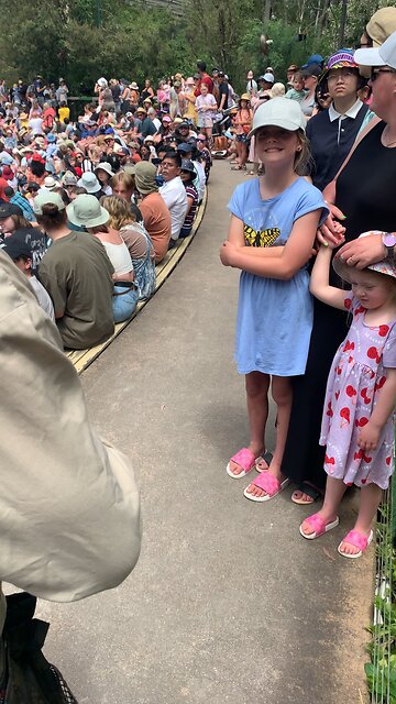 Giant Wedged Tail Eagle - Melbourne Australia