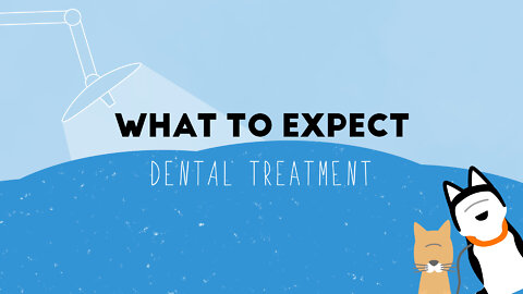 What to Expect - Dental Cleaning