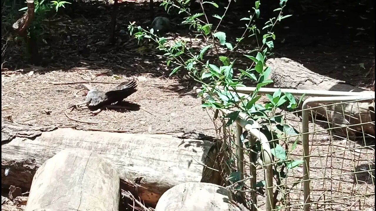 Bush Turkey, looks dead, No just sunbathing 16th December 2021