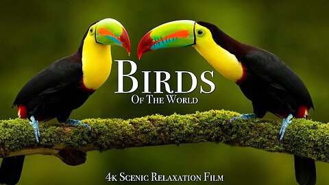 Birds Of The World 4K - Scenic Wildlife Film With Calming Music