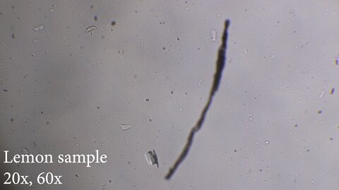 2022-10-01 Lemon sample