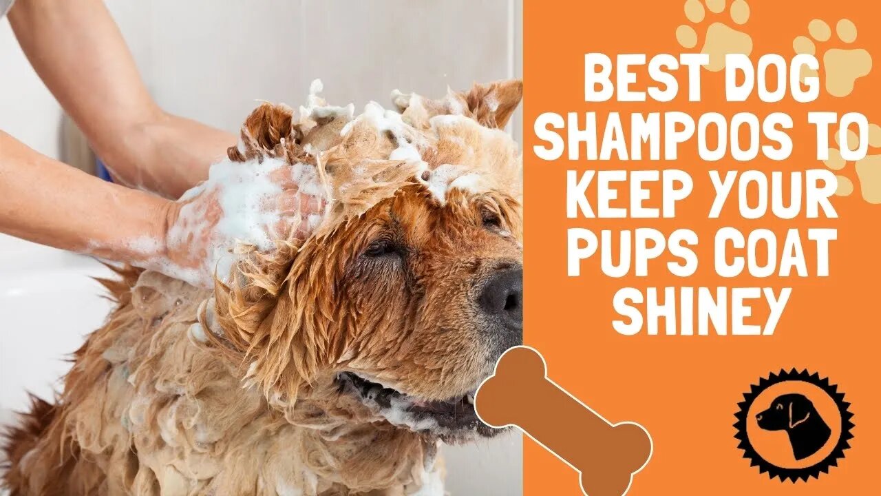 Best Dog Shampoos to Keep Your Pups Coat Shiney & Healthy | DOG PRODUCTS 🐶 #BrooklynsCorner