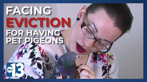 Woman facing eviction for having pet pigeons