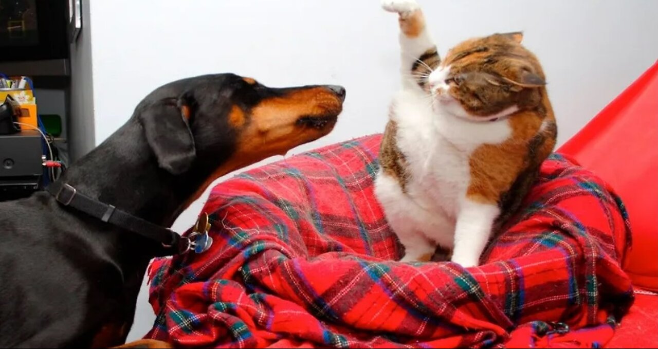 Cats and dogs funniest moments