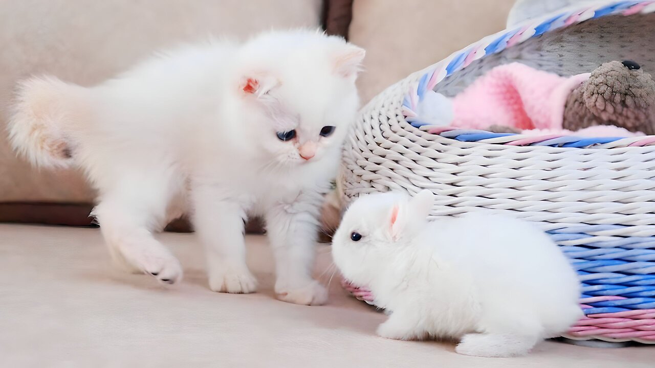 Kittens walk with a tiny chicken