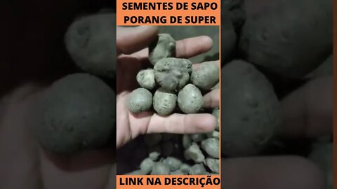 Sementes de sapo Porang de super qualidade originais dormentes