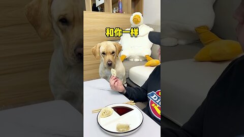 labradorpuppy