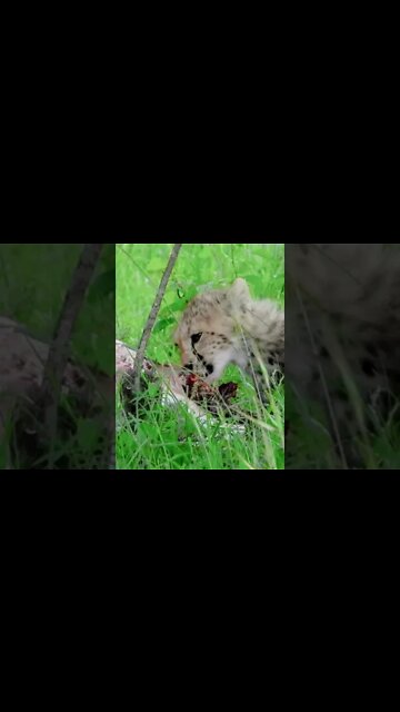 Cheetah Cub Chewing A Gazelle | Saturday #shorts