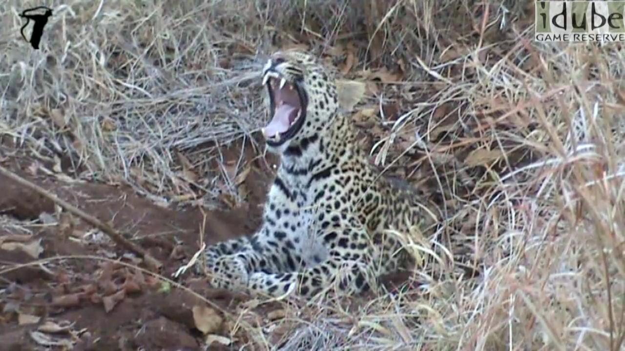 Young Leopard Bares His Fangs