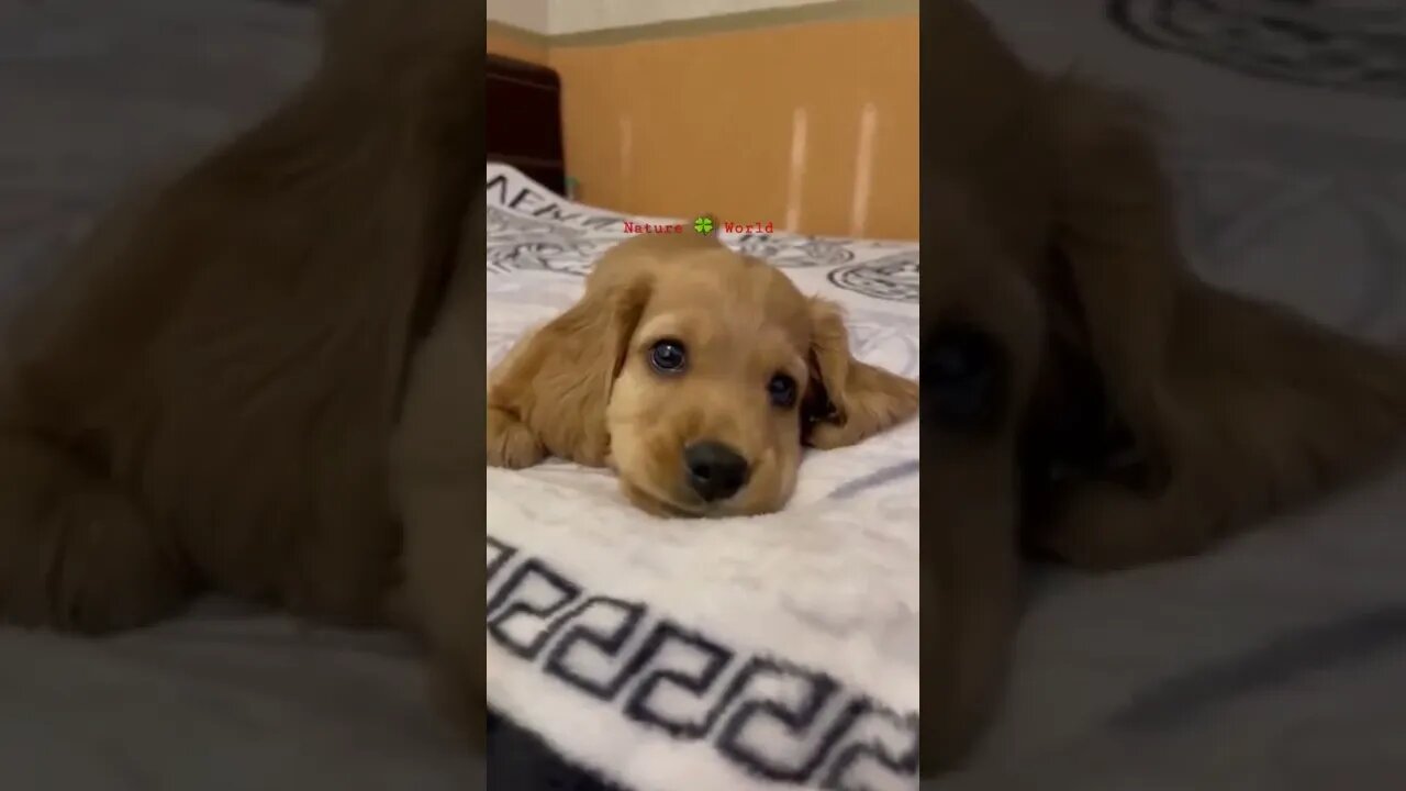 छोटा सा प्यारा सा पिल्ला😘Adorable Puppy 👈