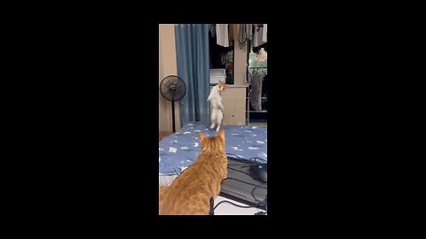 Dancing cat 😺
