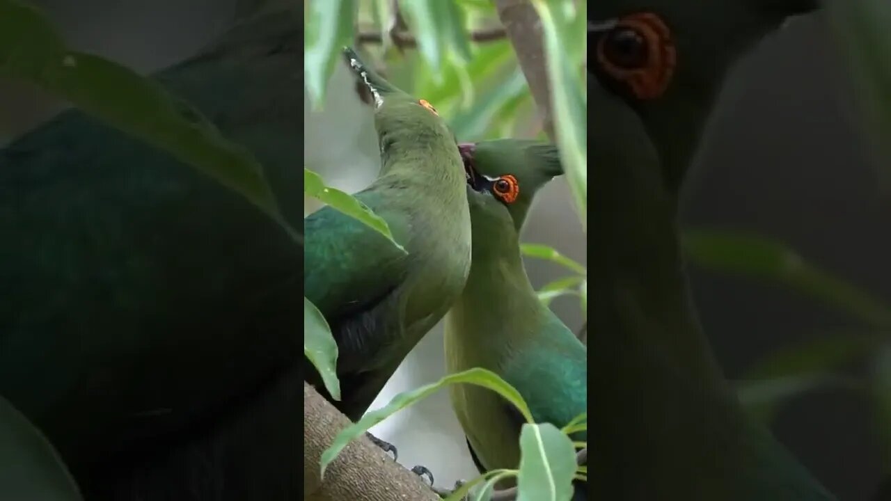 Nice Animal Video shorts, Beautiful Animals Video #r150shorts #youtubeshorts #ytshorts #animals