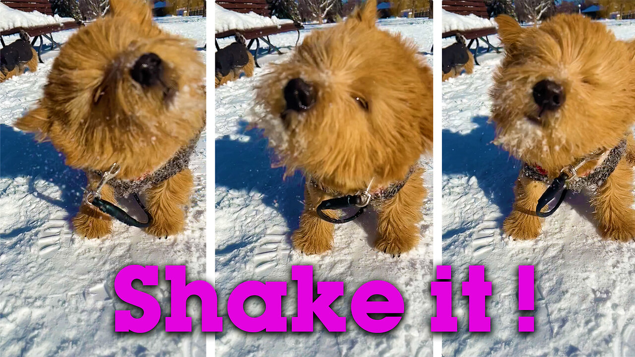 Puppy tries to shake snow from his face :)