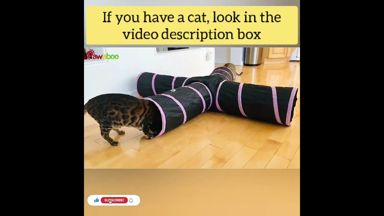 cute cat videos 😹 funny videos 😂133