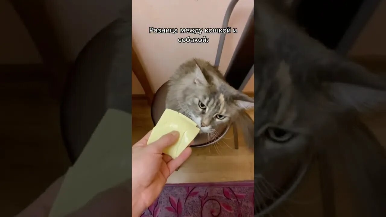 #shorts Смешные Коты Из Тик Тока 264 Funny Cats From Tiktok