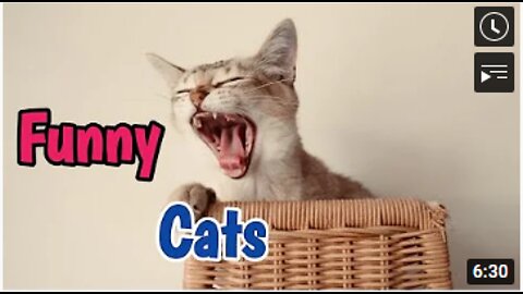 Cute Cats and Funny Cats Compilation Video #18 # AWE Pets